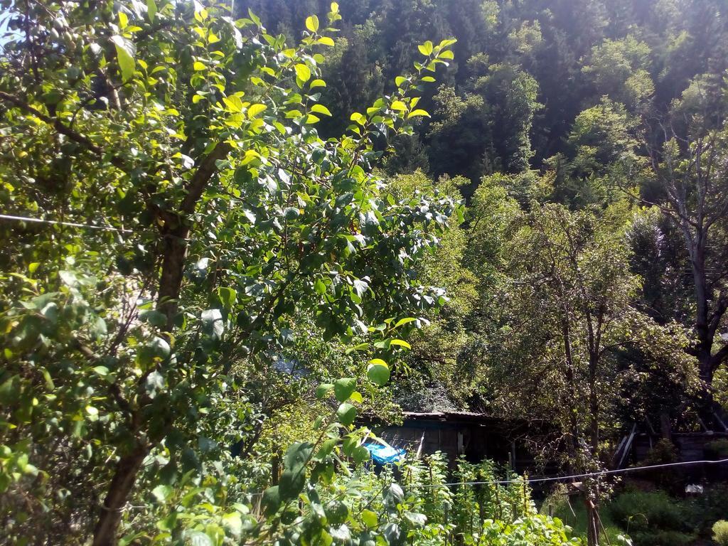 Borjomi Makvala'S Guest House Exteriér fotografie