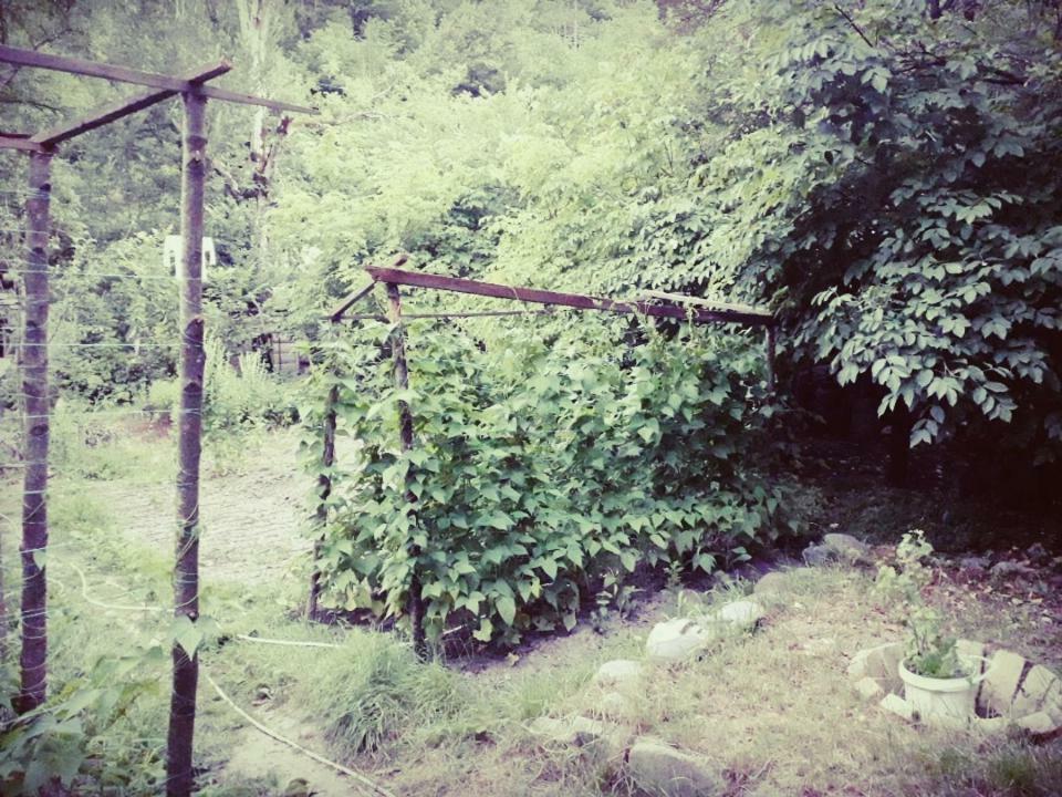 Borjomi Makvala'S Guest House Exteriér fotografie
